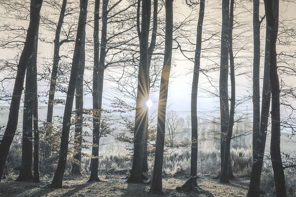 Peaceful Shine art print by Marcus Prime for $57.95 CAD