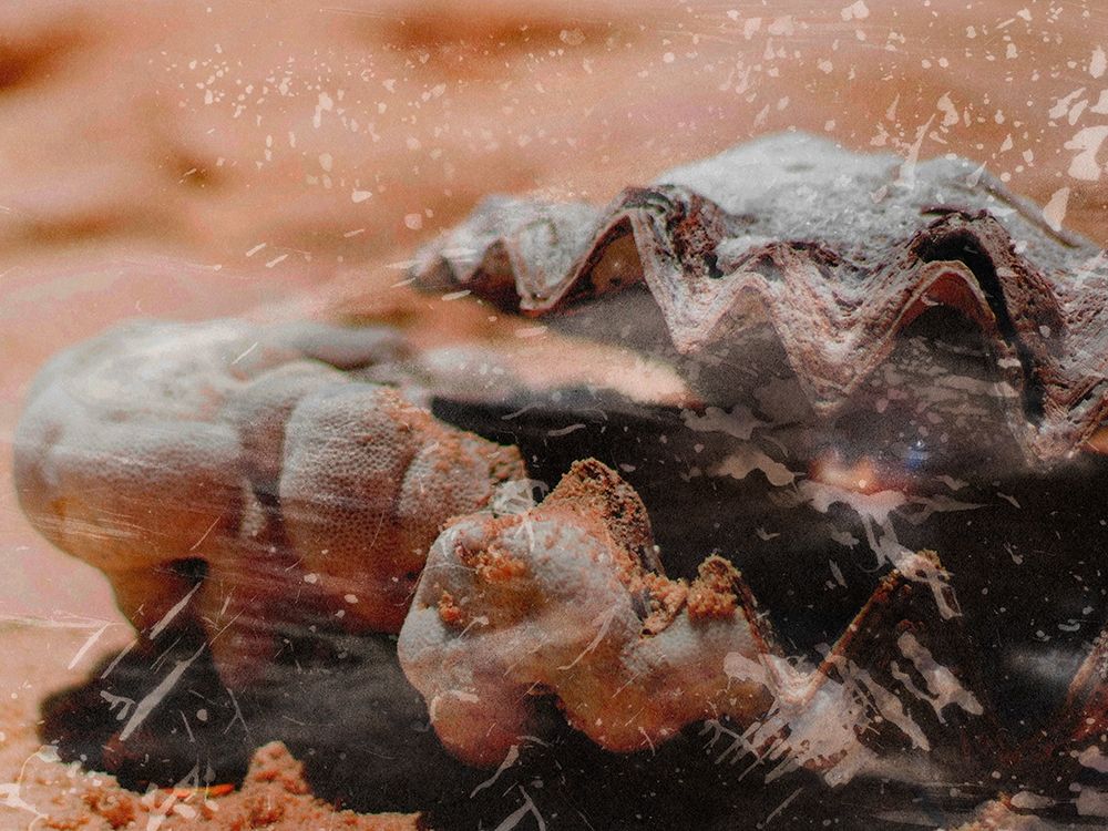 Shiny Oyster 1 art print by Marcus Prime for $57.95 CAD