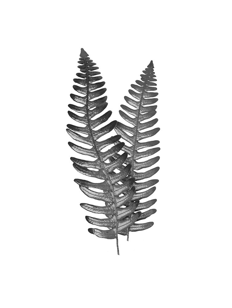 Fern Dueling 1 art print by Marcus Prime for $57.95 CAD