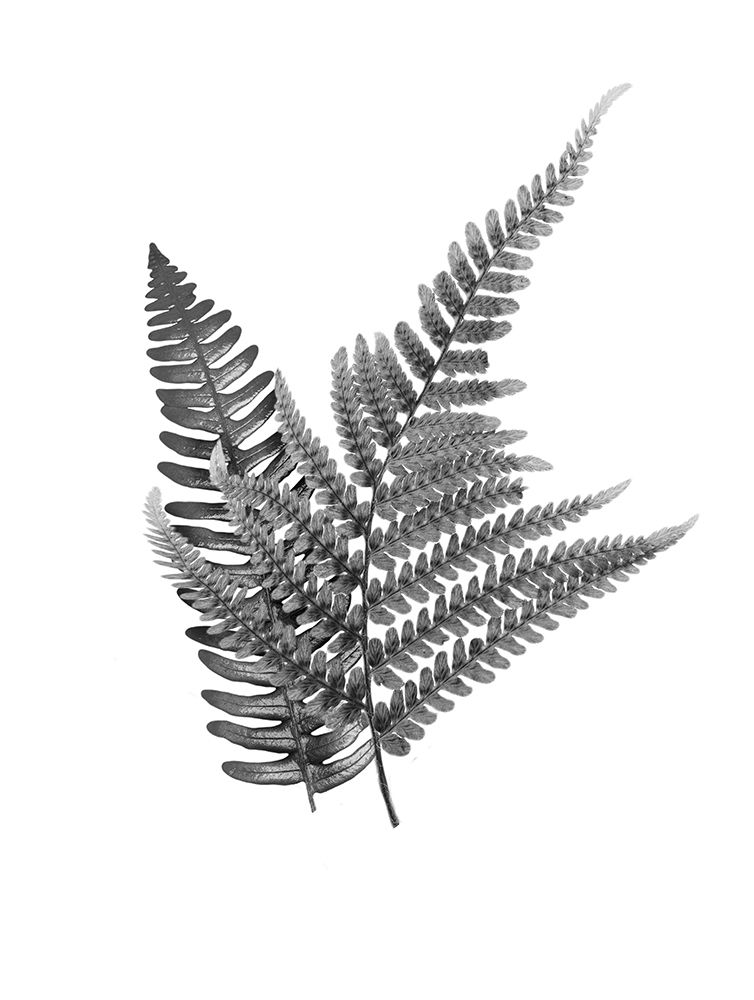 Fern Dueling 2 art print by Marcus Prime for $57.95 CAD
