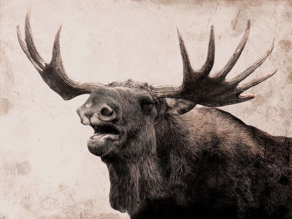 Moose Call art print by Marcus Prime for $57.95 CAD
