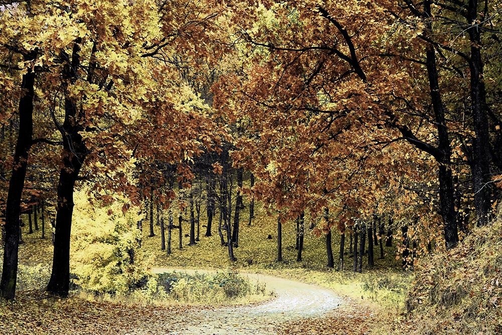 Wilderness Walk 1 art print by Marcus Prime for $57.95 CAD