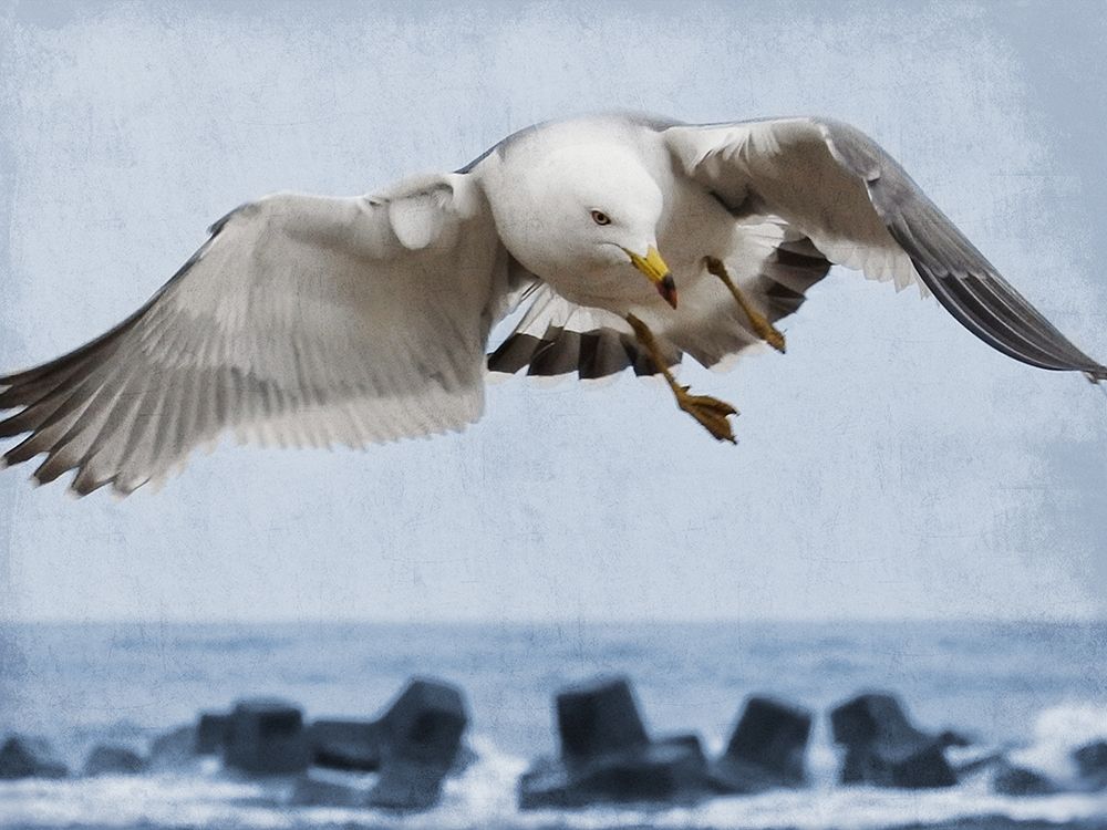 Fly Free 1 art print by Marcus Prime for $57.95 CAD