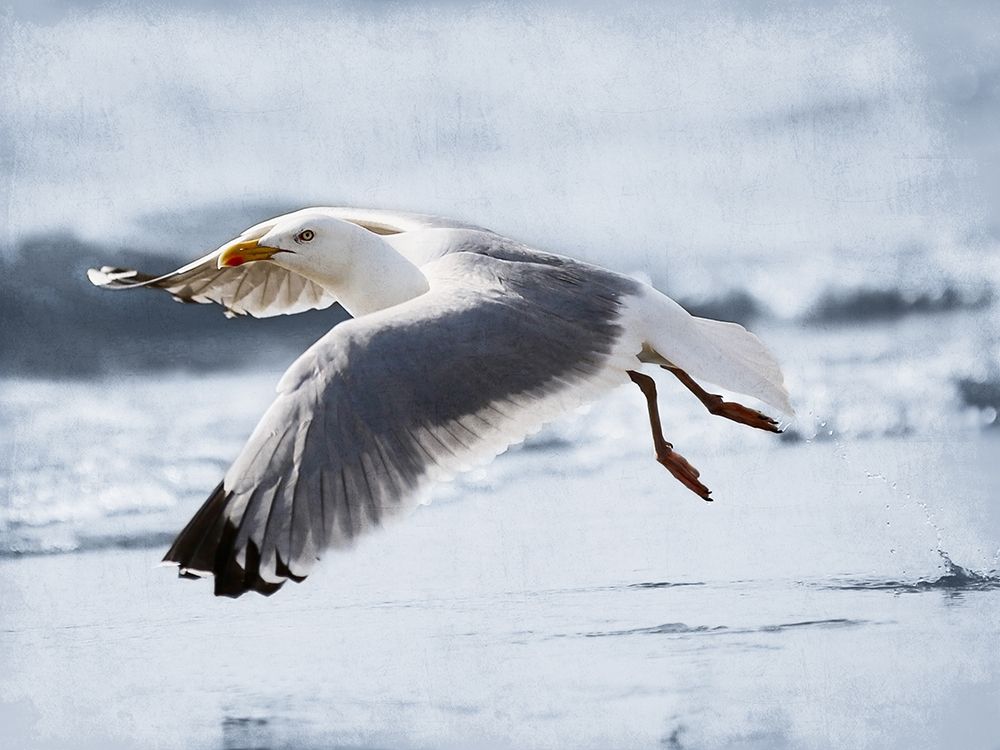 Fly Free 2 art print by Marcus Prime for $57.95 CAD