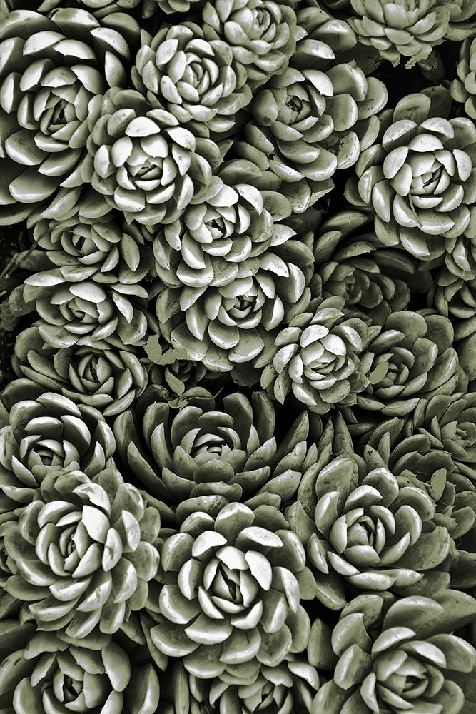 Botanical Farm 1 art print by Marcus Prime for $57.95 CAD