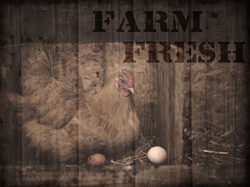 Farm Fresh Chicken 1 art print by Marcus Prime for $57.95 CAD