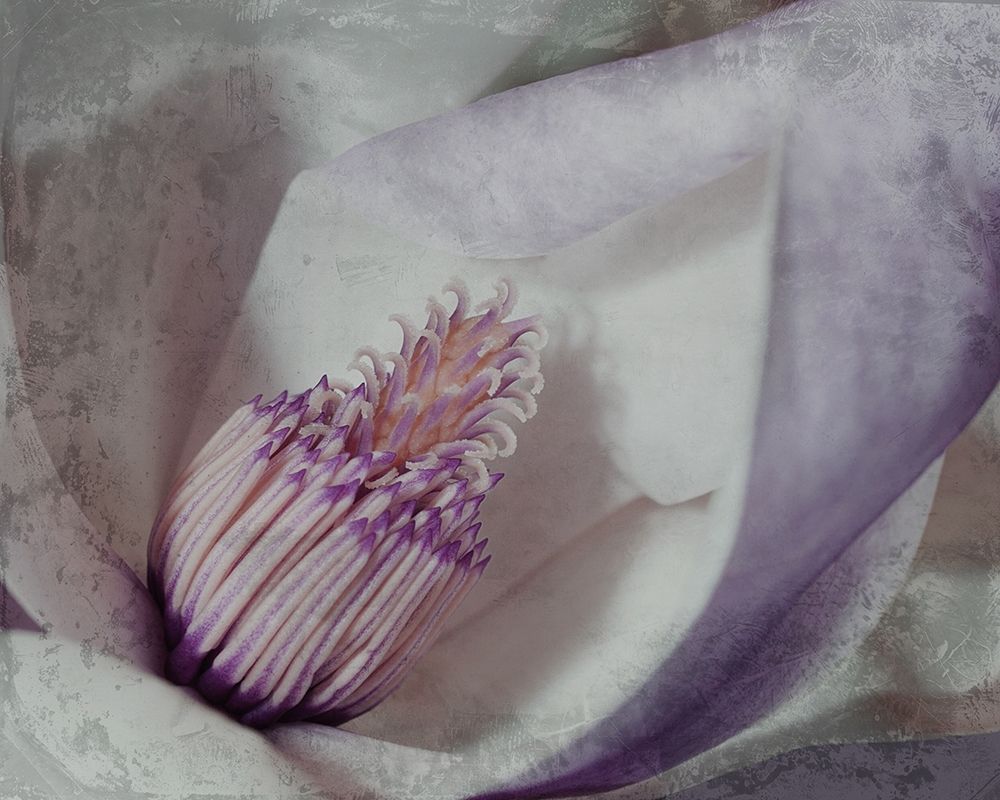 Lavender Explosion 4 art print by Marcus Prime for $57.95 CAD
