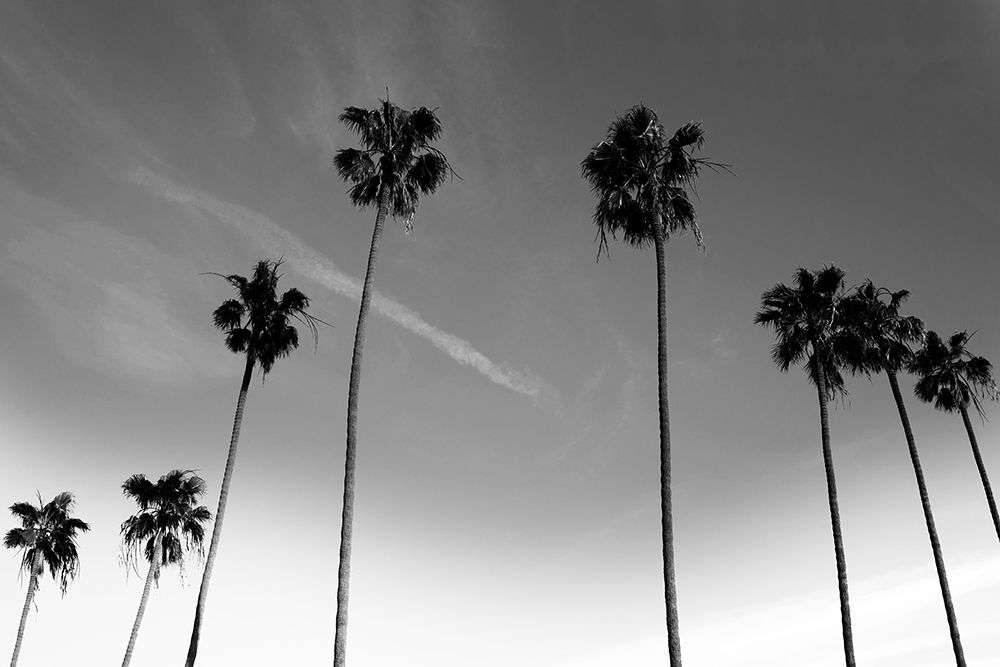 Passerby Palms art print by Marcus Prime for $57.95 CAD