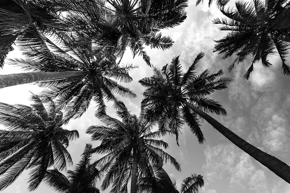 Passerby Palms 2 art print by Marcus Prime for $57.95 CAD