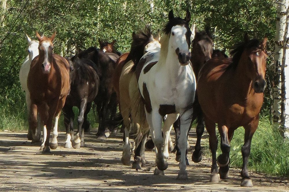 Galloping Friends art print by Marcus Prime for $57.95 CAD