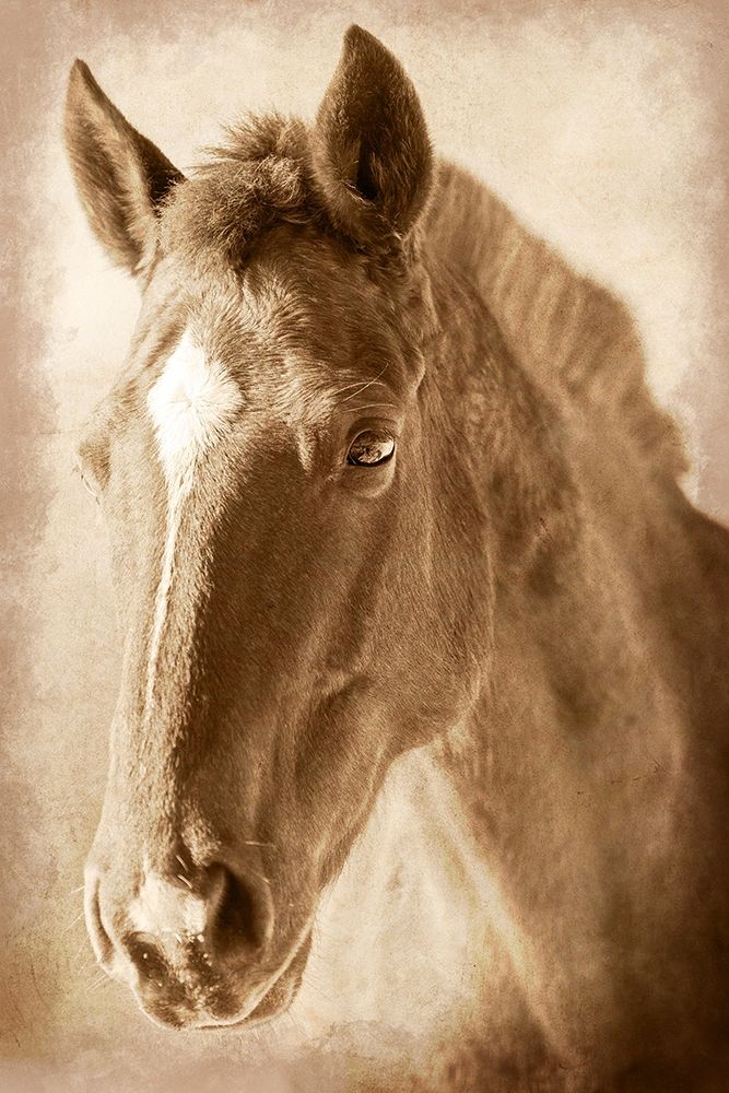 Wild Stallion 1 art print by Marcus Prime for $57.95 CAD
