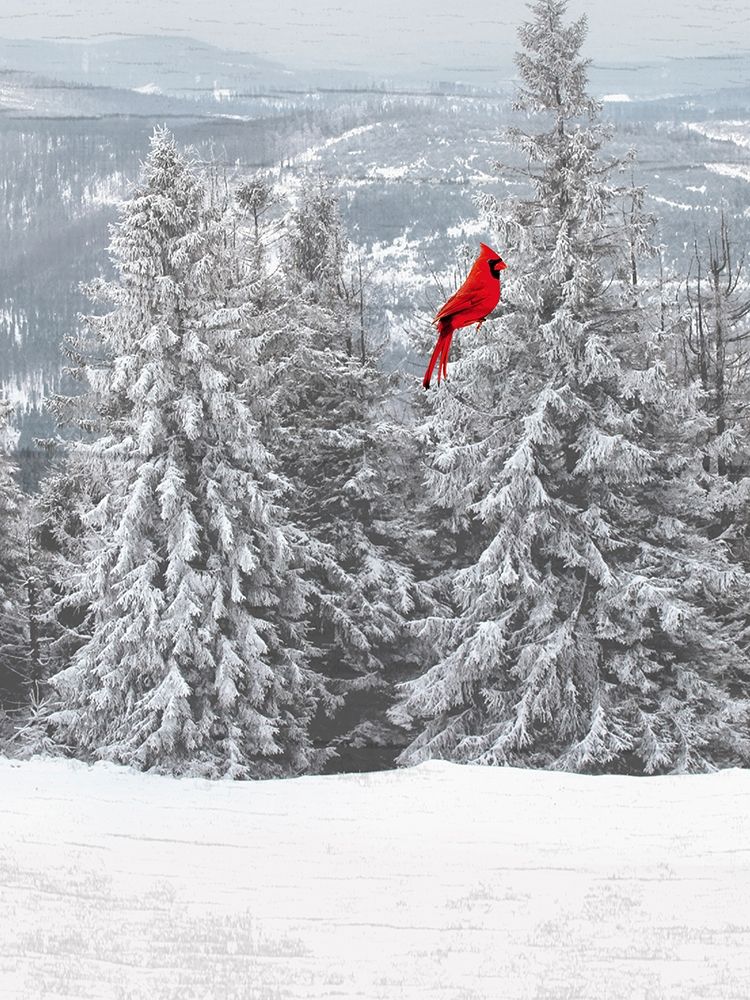 Merry Cardinal 1 art print by Marcus Prime for $57.95 CAD