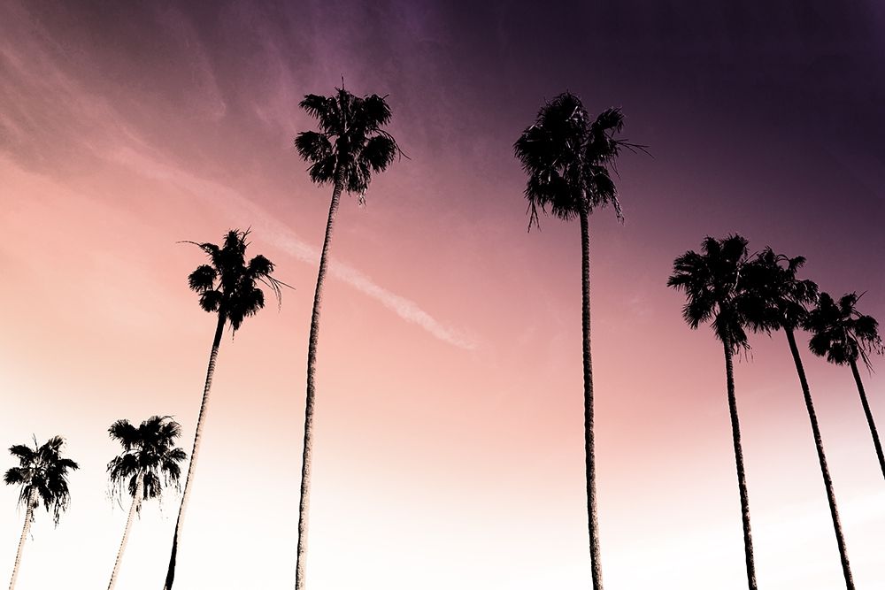Sunset Palms 1 art print by Marcus Prime for $57.95 CAD
