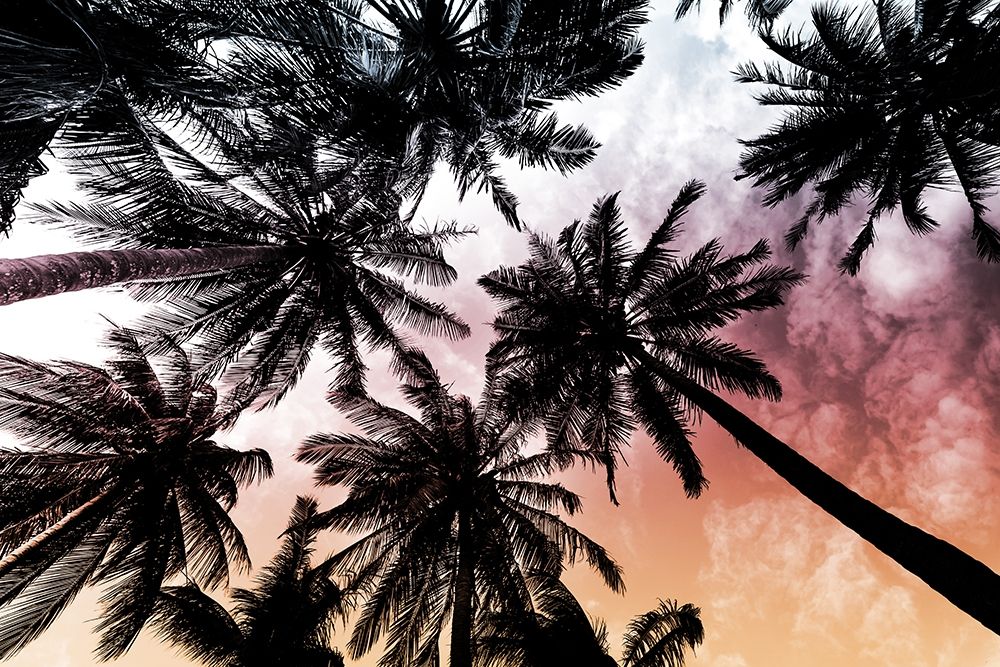 Sunset Palms 2 art print by Marcus Prime for $57.95 CAD