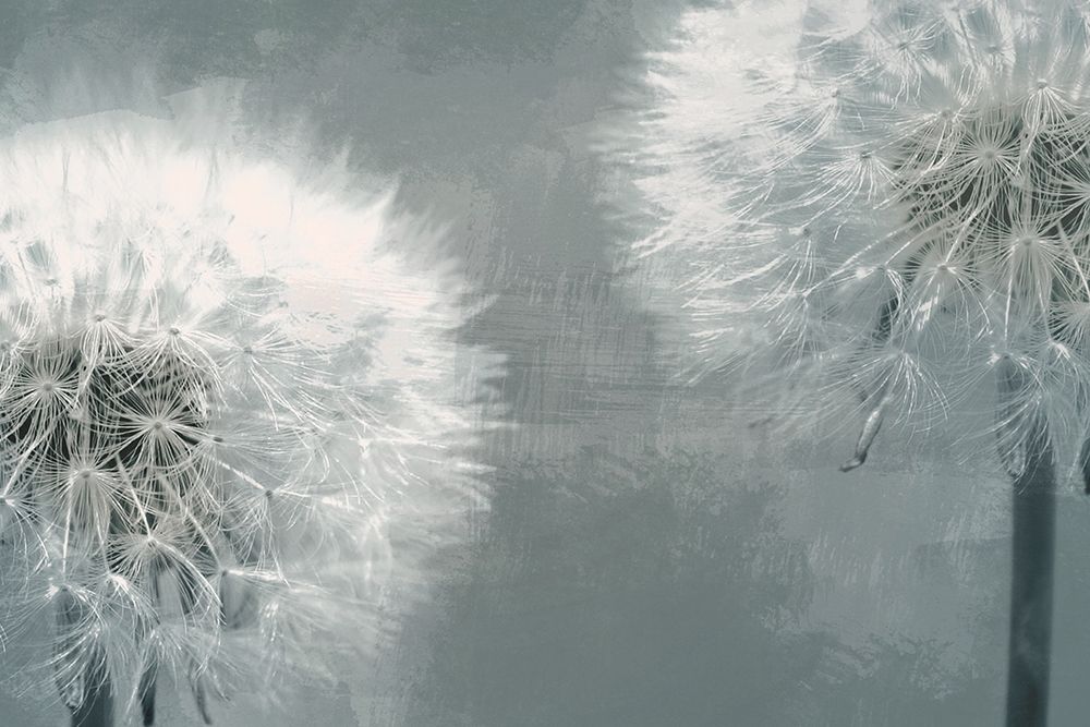 Moonlit Dandelions 1 art print by Marcus Prime for $57.95 CAD