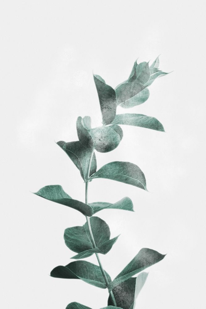 Misty Eucalyptus art print by Marcus Prime for $57.95 CAD