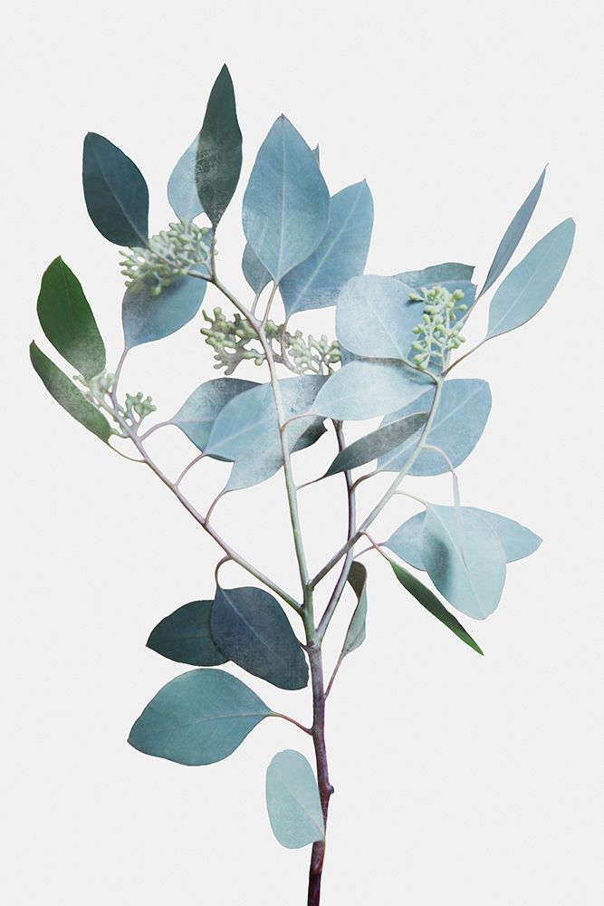 Misty Eucalyptus 2 art print by Marcus Prime for $57.95 CAD