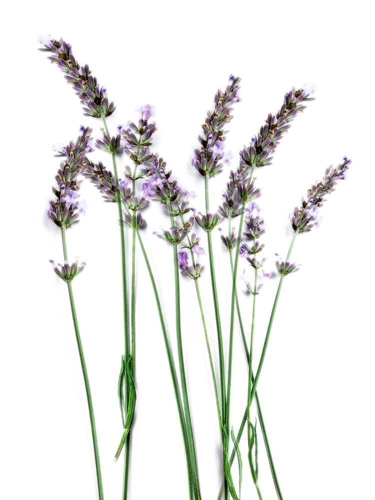 Lavender Desires art print by Marcus Prime for $57.95 CAD