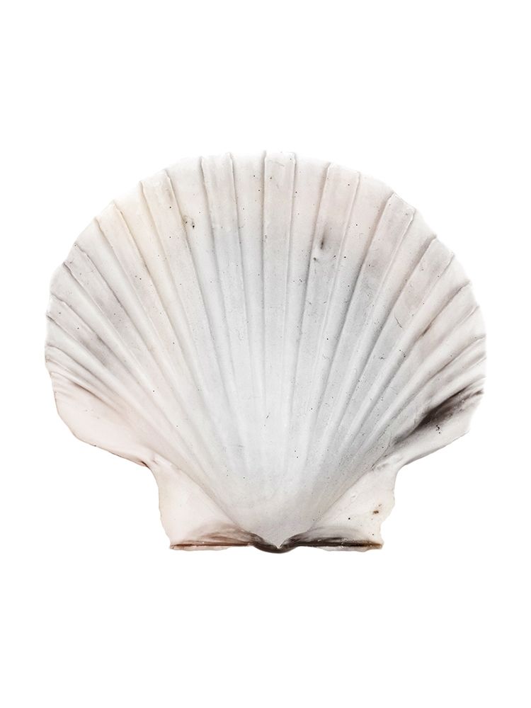 Calming Shell art print by Marcus Prime for $57.95 CAD