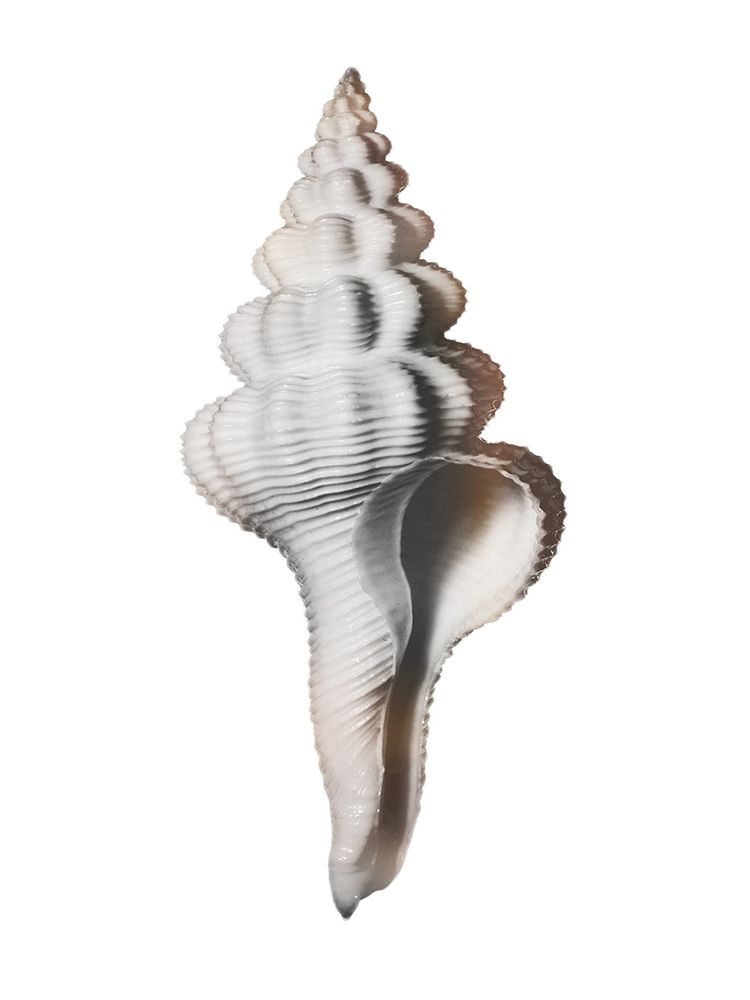 Calming Spiral Shell art print by Marcus Prime for $57.95 CAD