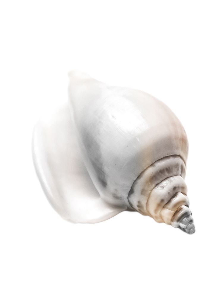 Calming Nautilus Shell art print by Marcus Prime for $57.95 CAD