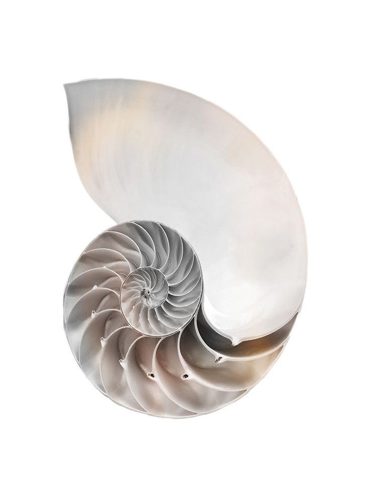Calming Spiral Shell art print by Marcus Prime for $57.95 CAD