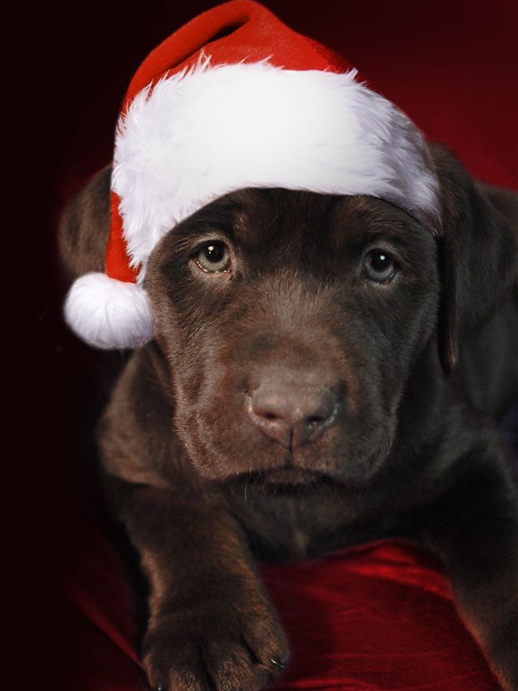 Christmas Pup 1 art print by Marcus Prime for $57.95 CAD