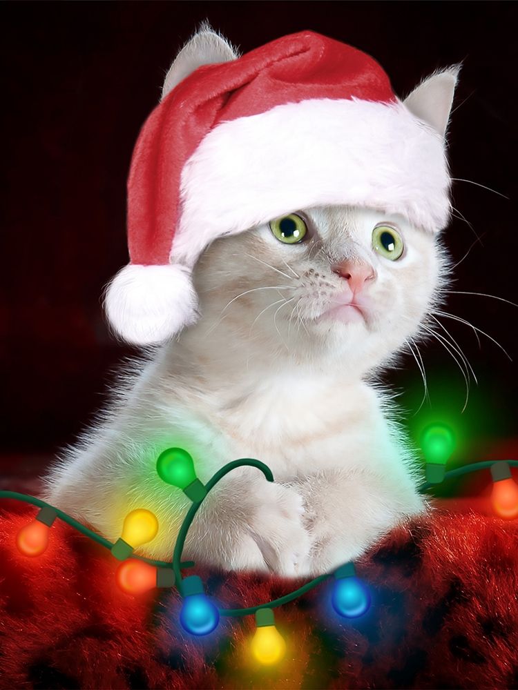 Christmas Kitten art print by Marcus Prime for $57.95 CAD