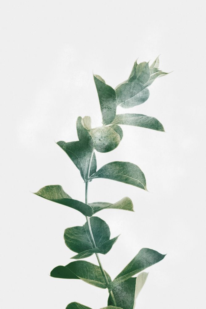 Gold Kissed Eucalyptus art print by Marcus Prime for $57.95 CAD