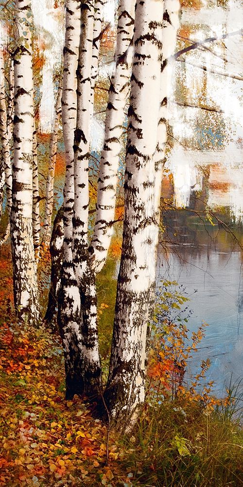 Summer Birch 1 art print by Marcus Prime for $57.95 CAD