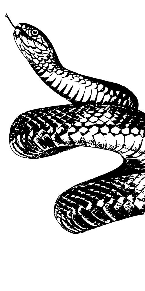 Snake Bite 1 art print by Marcus Prime for $57.95 CAD