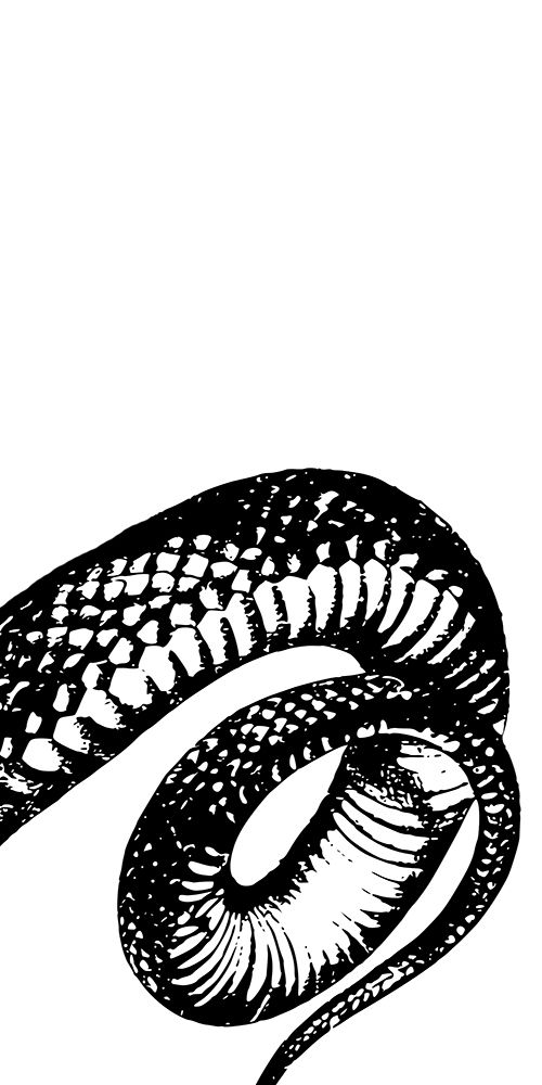 Snake Bite 3 art print by Marcus Prime for $57.95 CAD