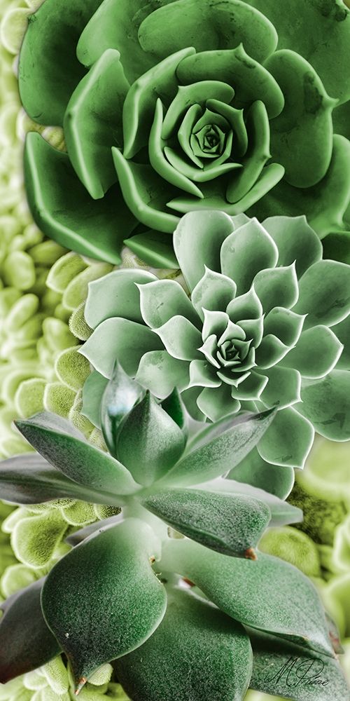 Adored Succulents 5 art print by Marcus Prime for $57.95 CAD