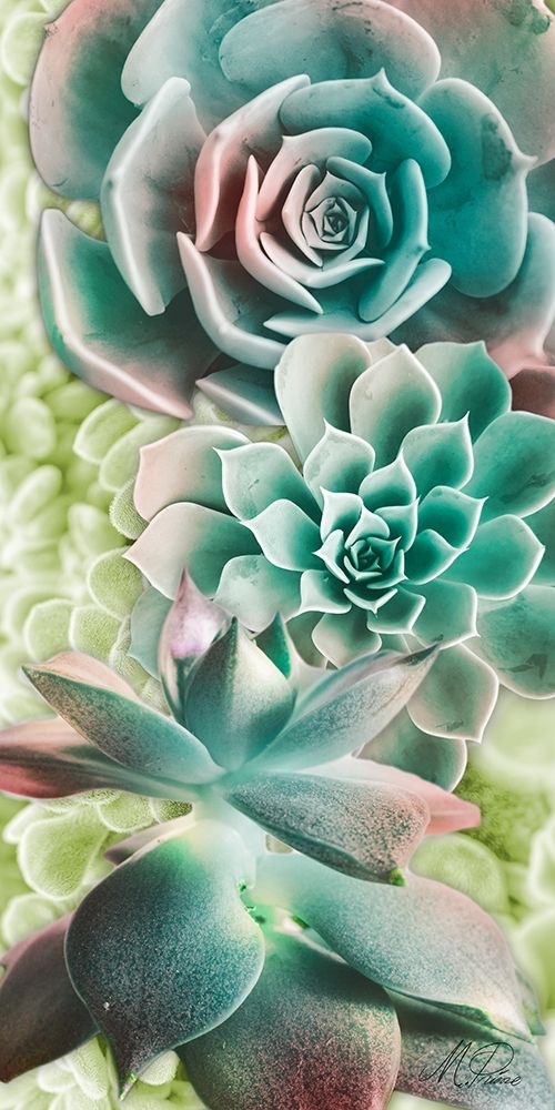 Adored Succulents 6 art print by Marcus Prime for $57.95 CAD