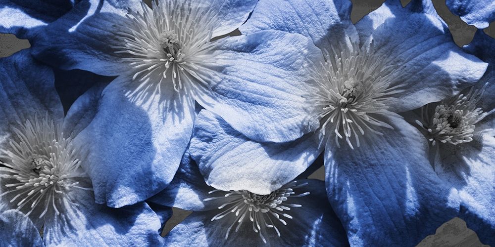 Indigo Wild 1 art print by Marcus Prime for $57.95 CAD