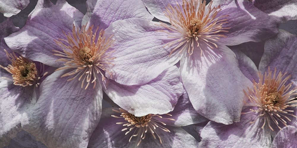 Lavender Explosion 3 art print by Marcus Prime for $57.95 CAD