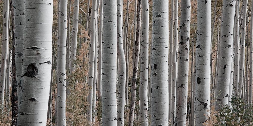 Birch Dream art print by Marcus Prime for $57.95 CAD