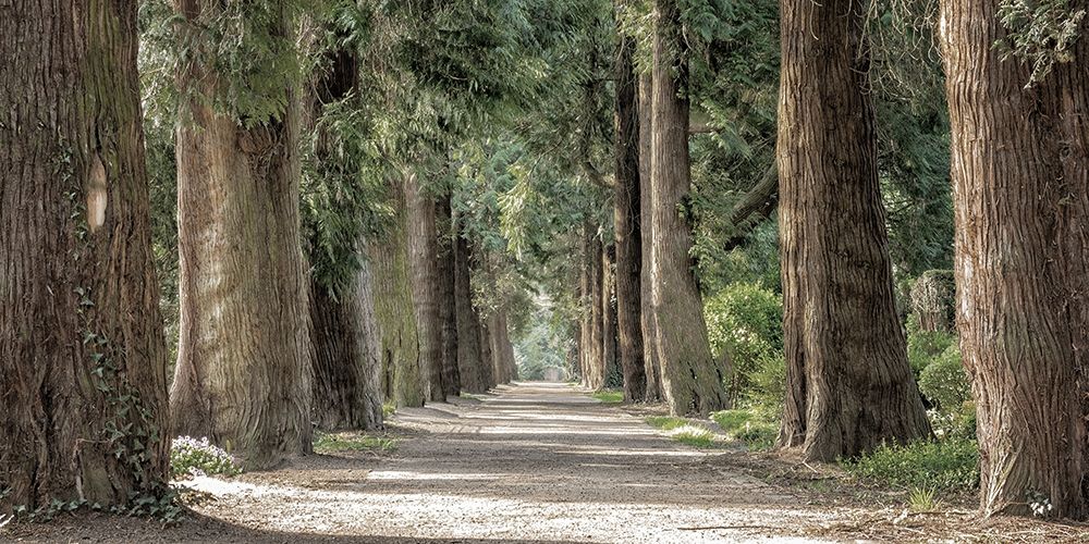 Wilderness Stroll 2 art print by Marcus Prime for $57.95 CAD