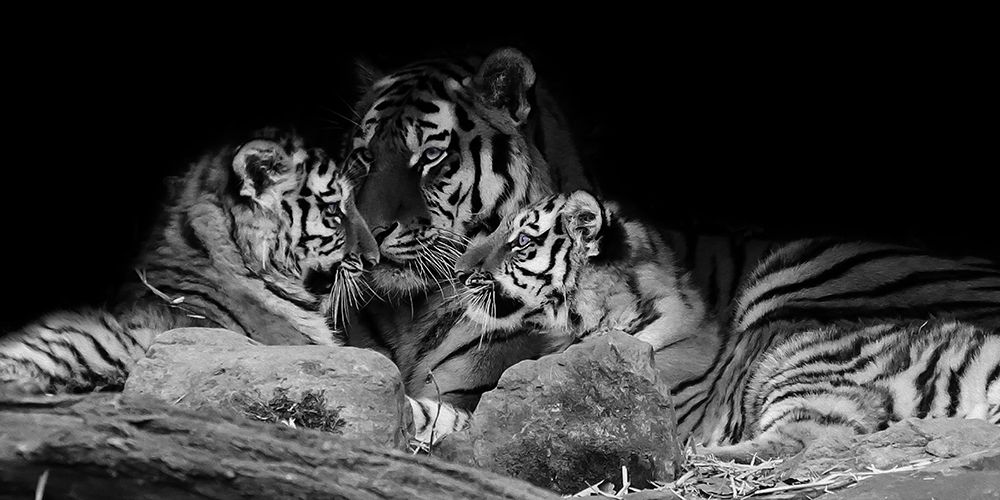 Strong Family 1 art print by Marcus Prime for $57.95 CAD