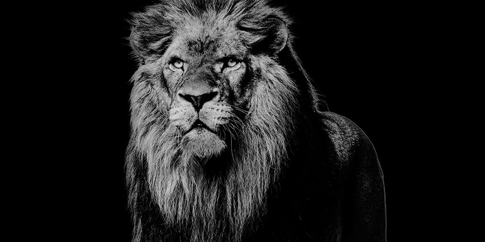King Emerges 1 art print by Marcus Prime for $57.95 CAD