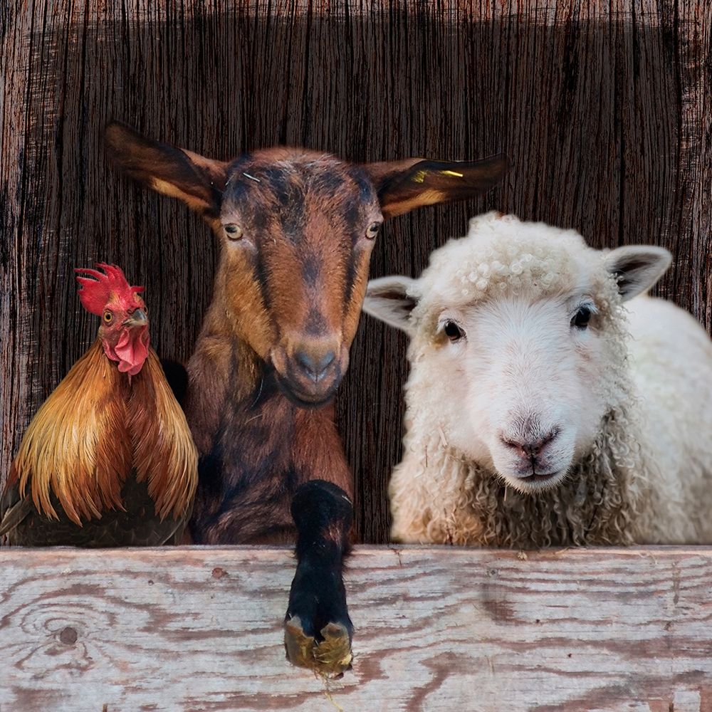 Farm Life art print by Marcus Prime for $57.95 CAD