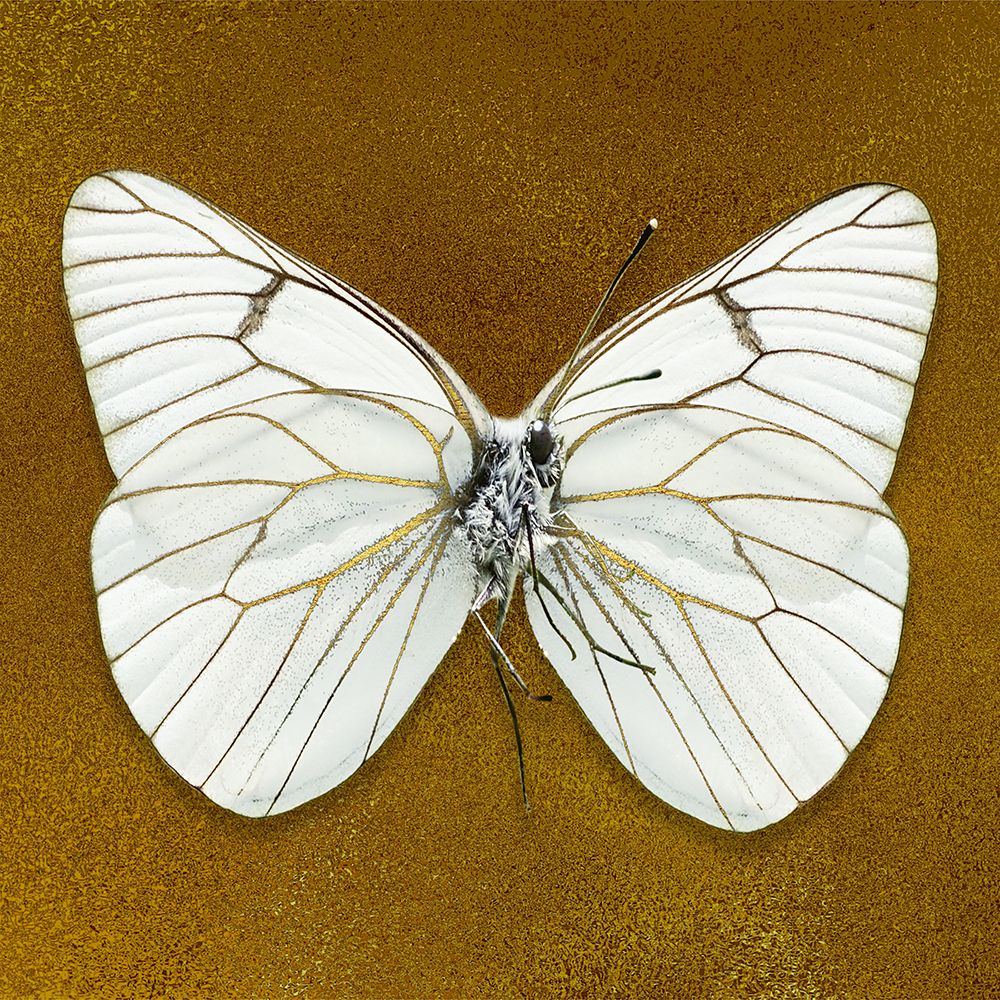 Showcased Beauty 1 art print by Marcus Prime for $57.95 CAD