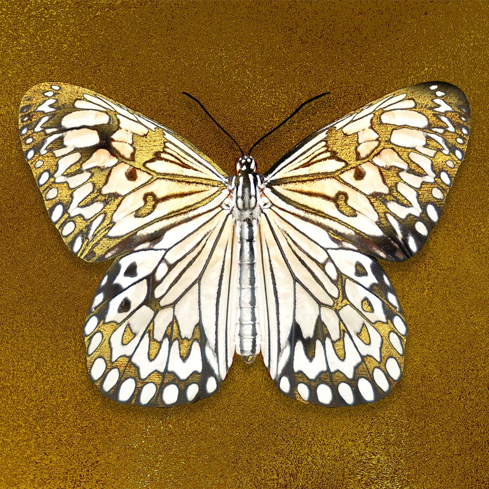Showcased Beauty 2 art print by Marcus Prime for $57.95 CAD
