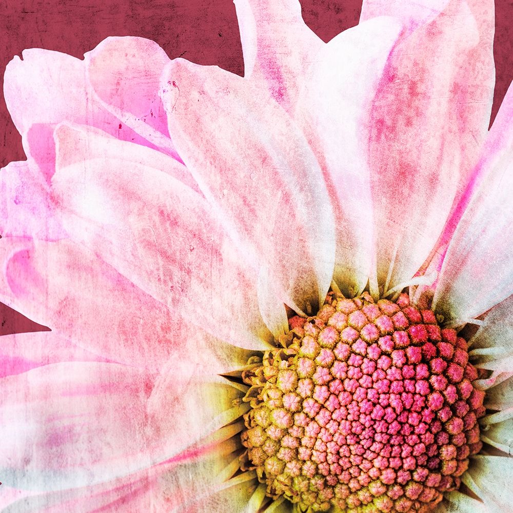 Restful Bloom art print by Marcus Prime for $57.95 CAD