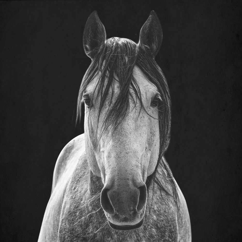 Barn Stare 1 art print by Marcus Prime for $57.95 CAD
