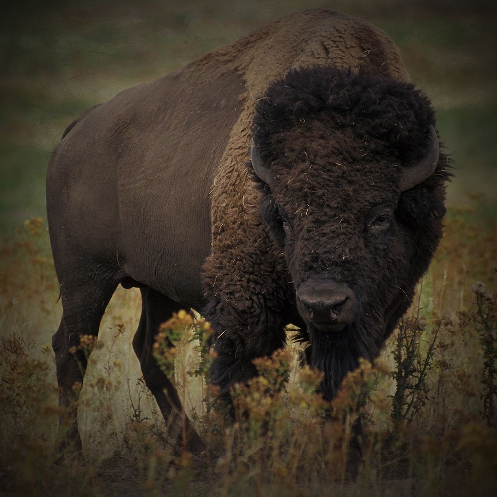 Vigilant Bison art print by Marcus Prime for $57.95 CAD