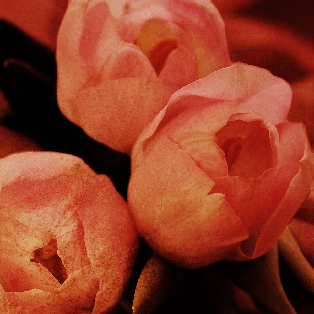 Floral Spice art print by Marcus Prime for $57.95 CAD