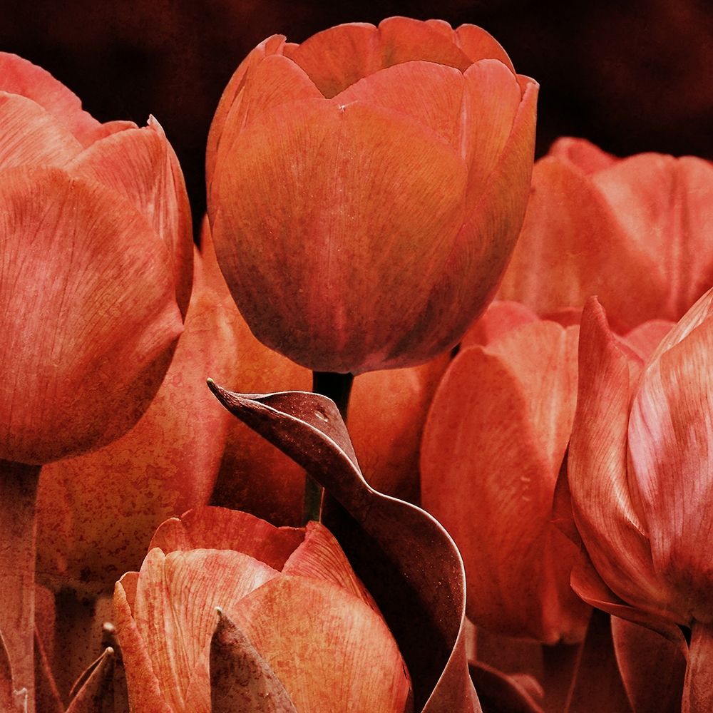 Floral Spice 2 art print by Marcus Prime for $57.95 CAD