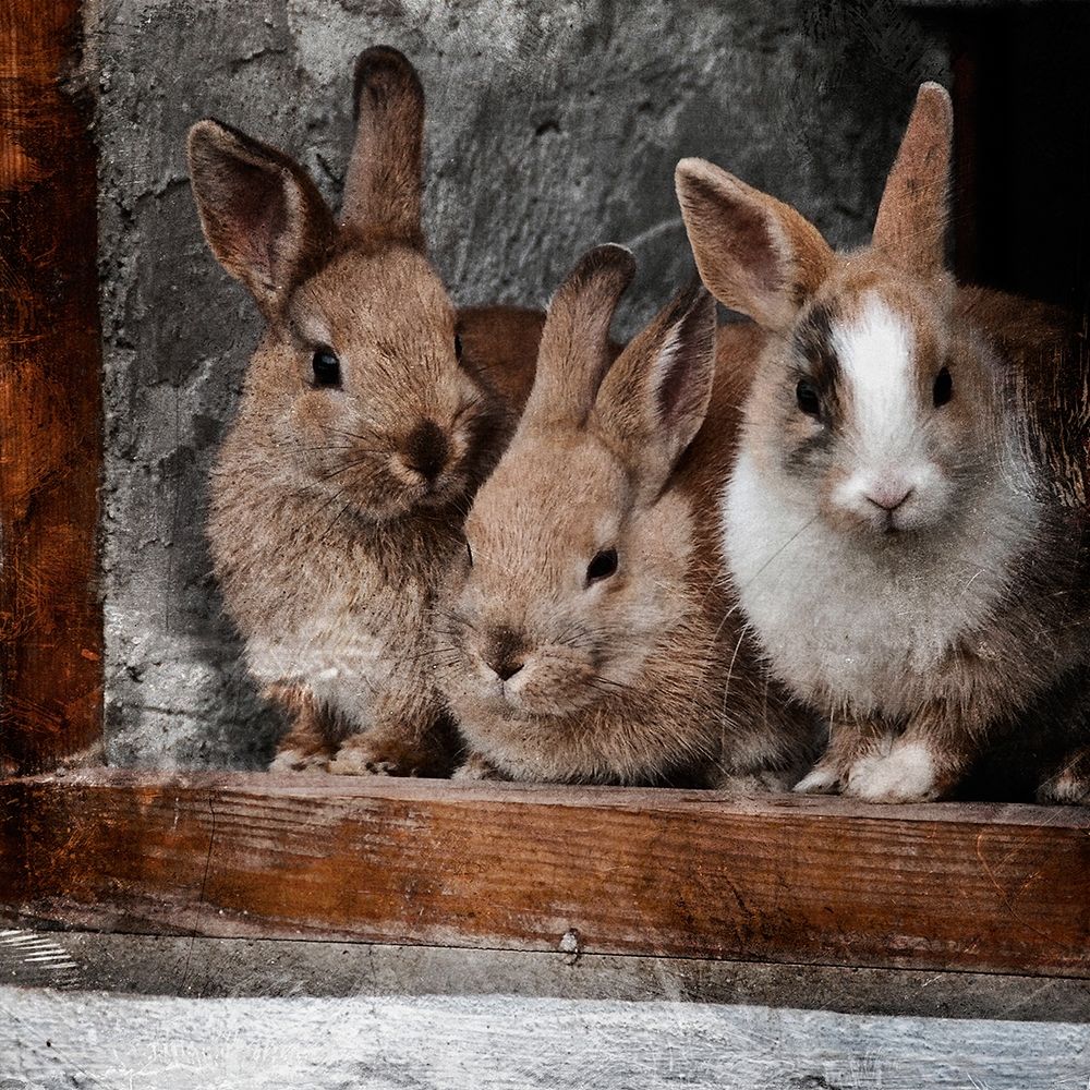 Three Buddies art print by Marcus Prime for $57.95 CAD
