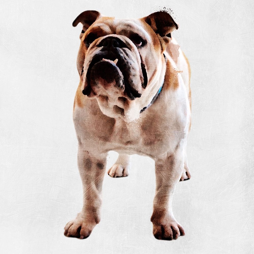 Yearning Bulldog art print by Marcus Prime for $57.95 CAD